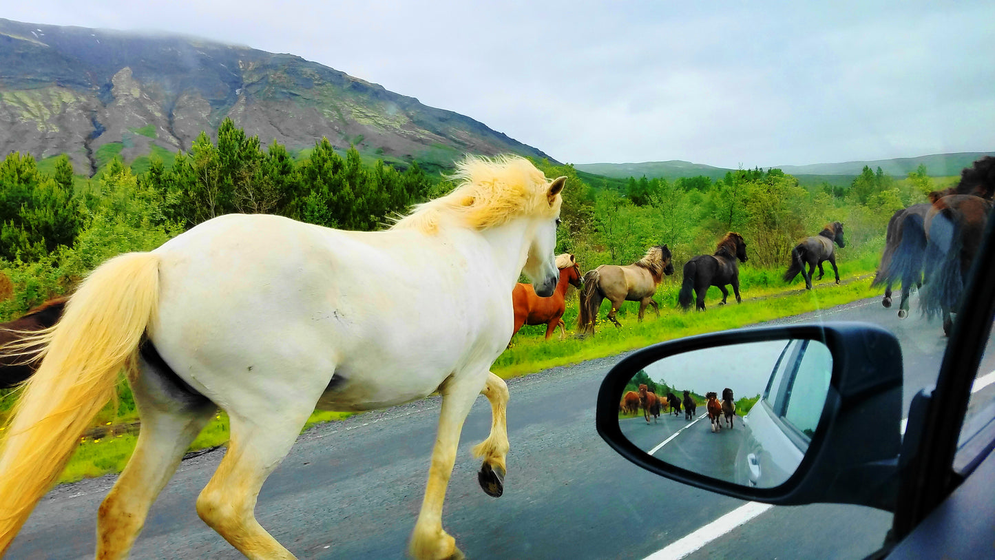 Icelandic Horses Running on the Road