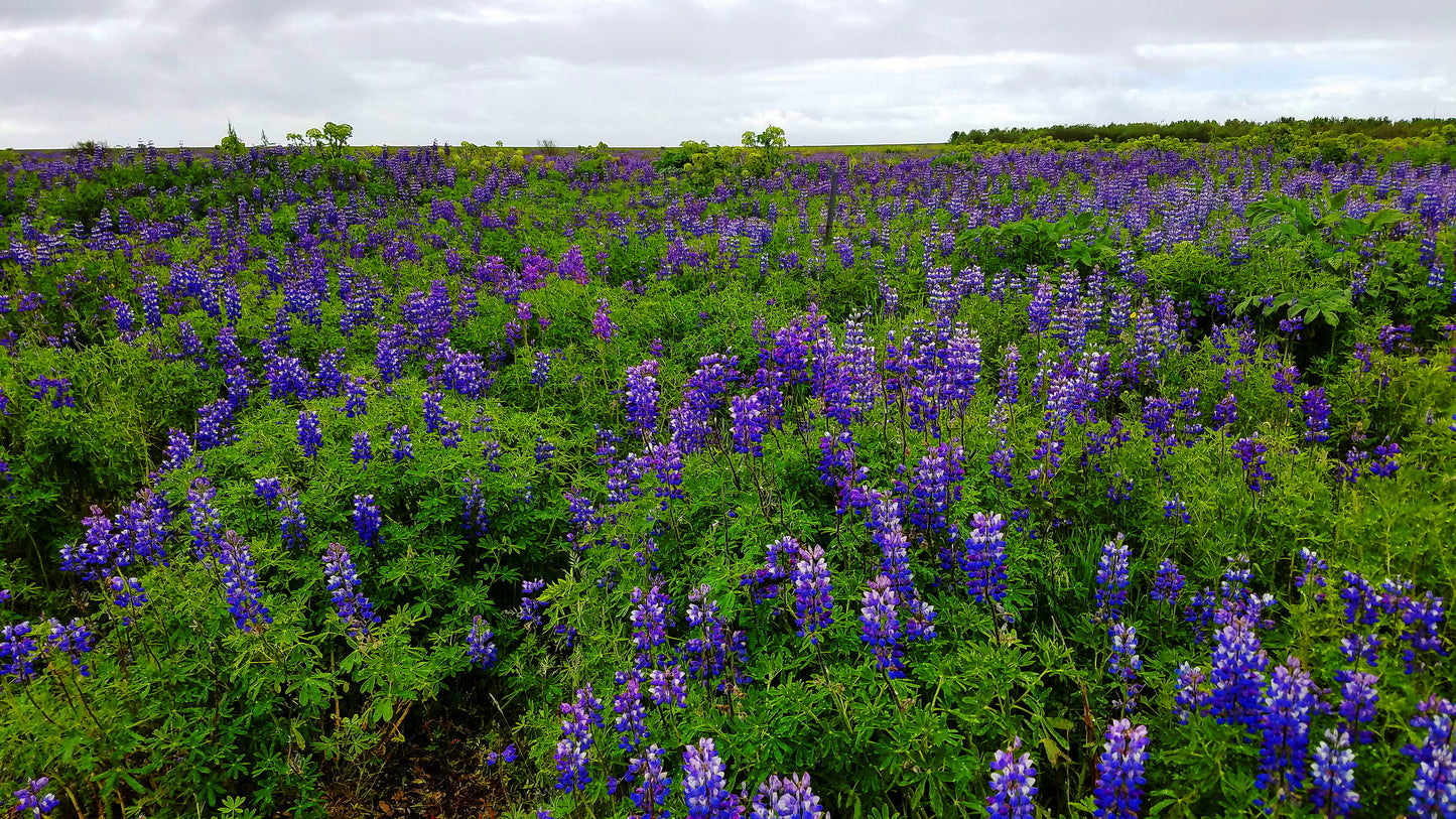 Flower Fields Blooming in Iceland