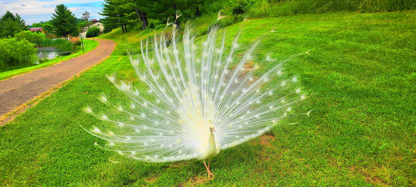 Albino Peacock in West Virginia