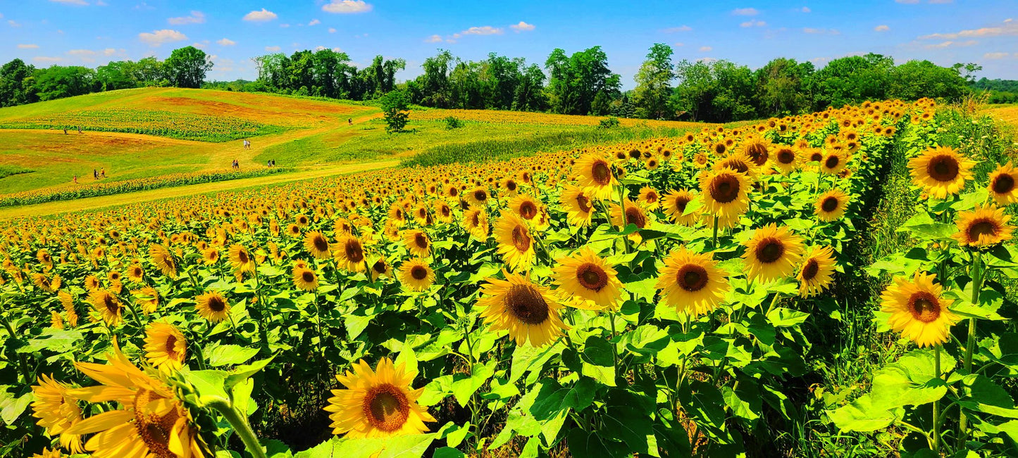 Sunflower Field near Pittsburgh