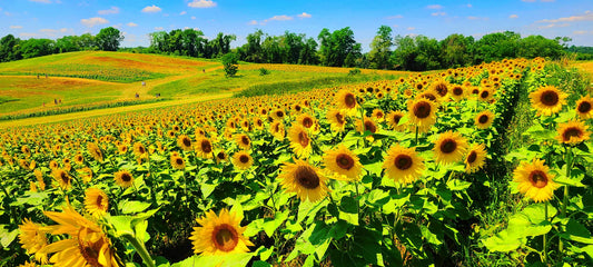 Sunflower Field near Pittsburgh