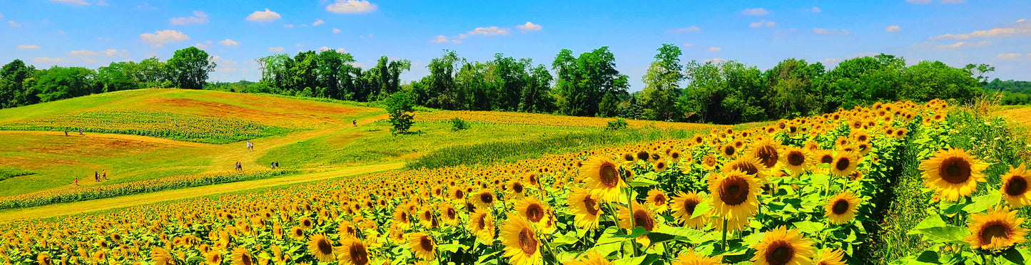 Pittsburgh Sunflower Field