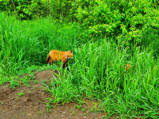 Fox Pups Playing in the Grass