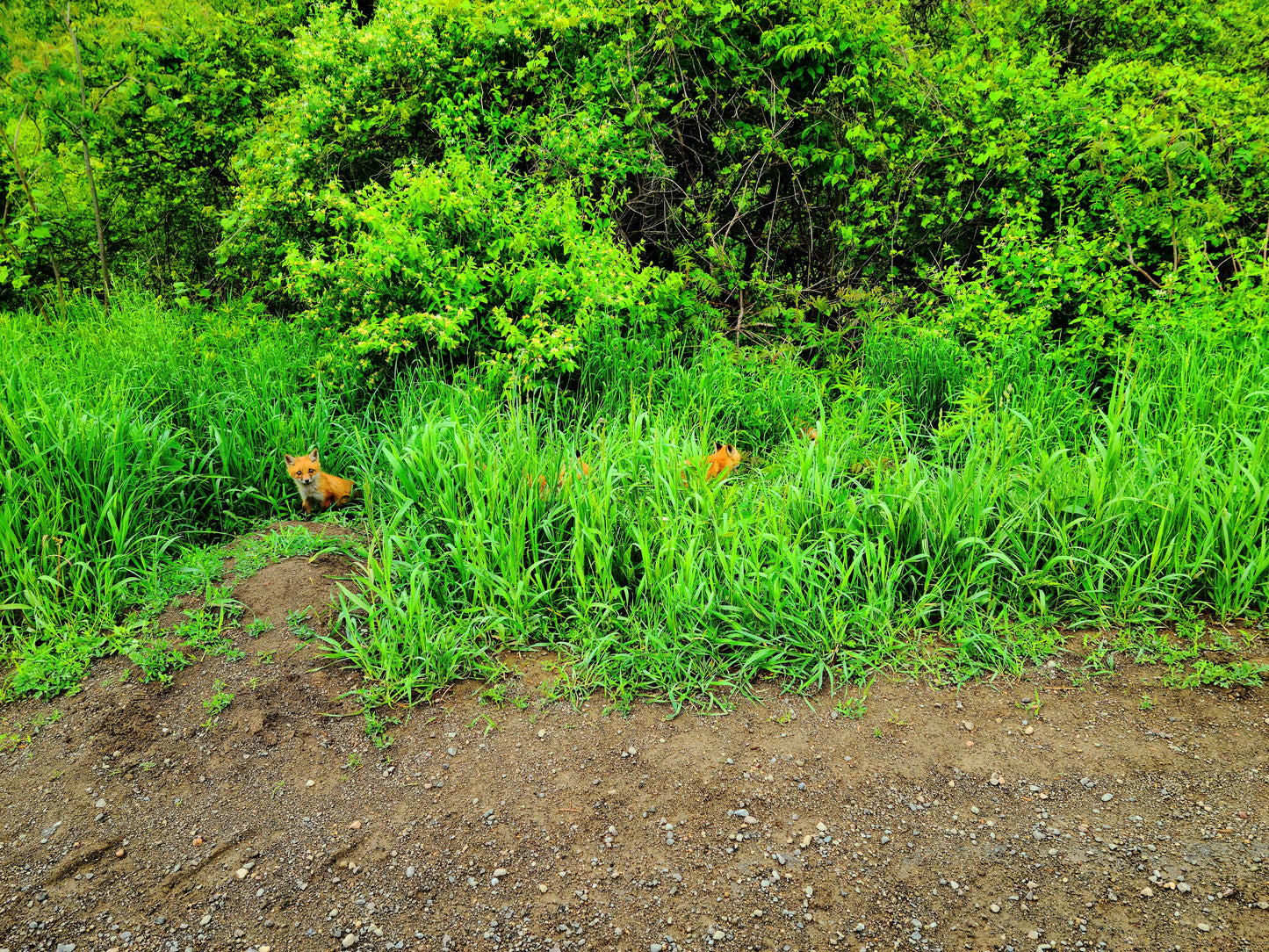 Fox Pups Playing in the Grass 2