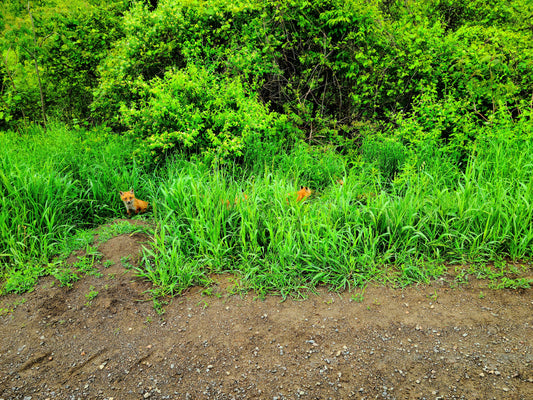 Fox Pups Playing in the Grass 2