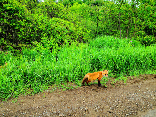 Fox Pups Playing in the Grass 3