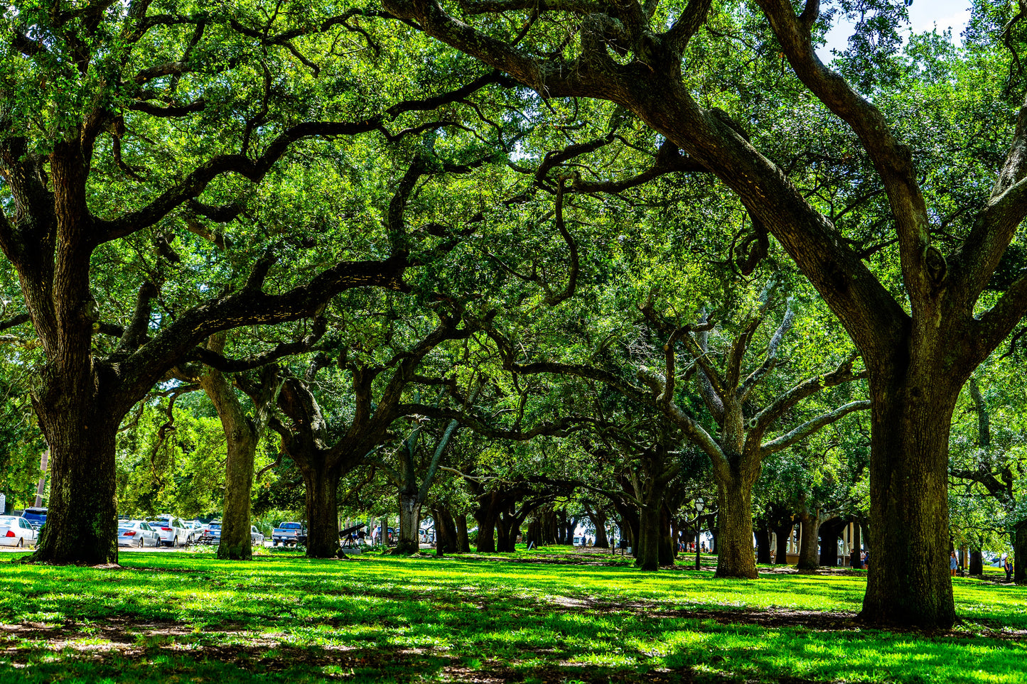 South Carolina Old Growth Trees of the South, Charleston