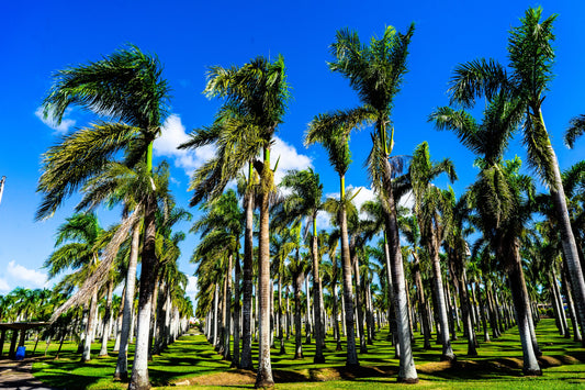 Dominican Republic Palm Trees