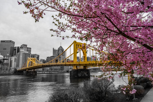 Pittsburgh Cherry Blossom 23 b/w 2