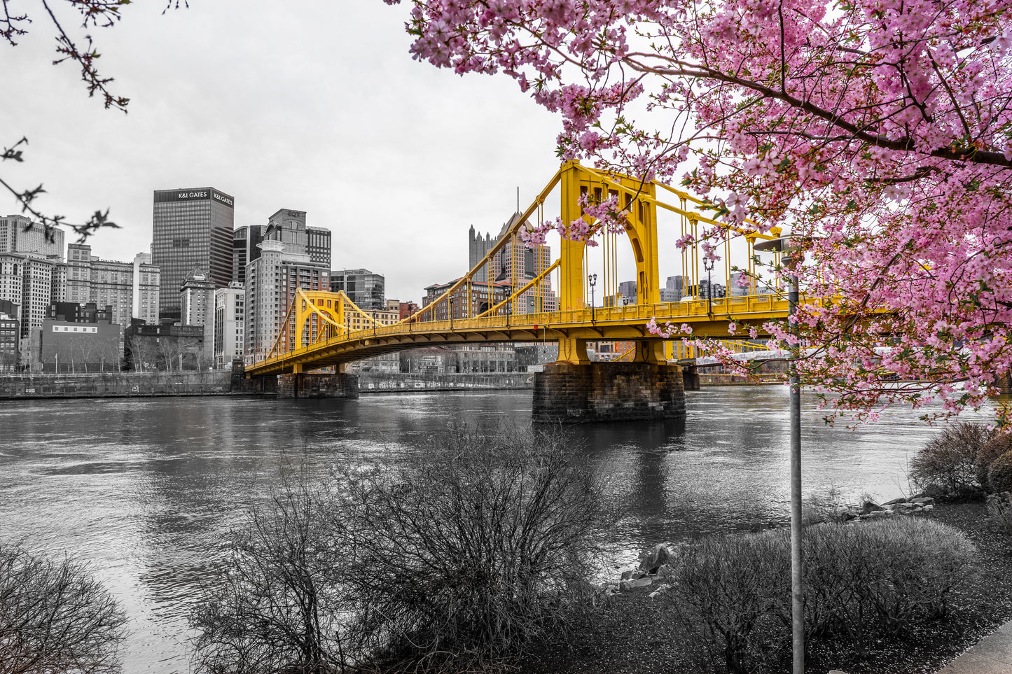 Pittsburgh Cherry Blossom 23 b/w 3