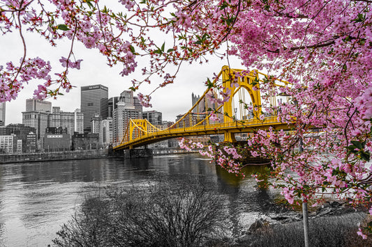 Pittsburgh Cherry Blossom 23 b/w 4