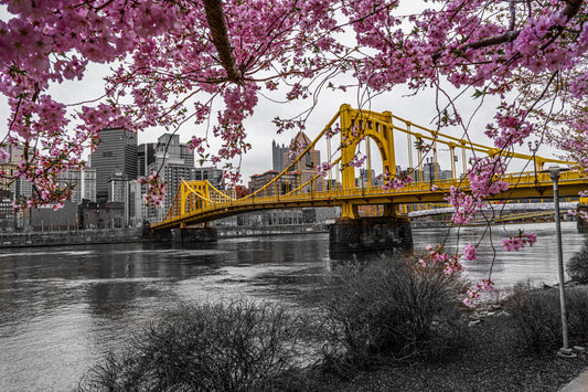 Pittsburgh Cherry Blossom 23 b/w 5