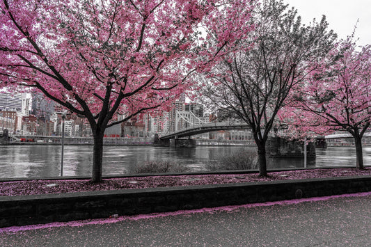 Pittsburgh Cherry Blossom 23 b/w 6