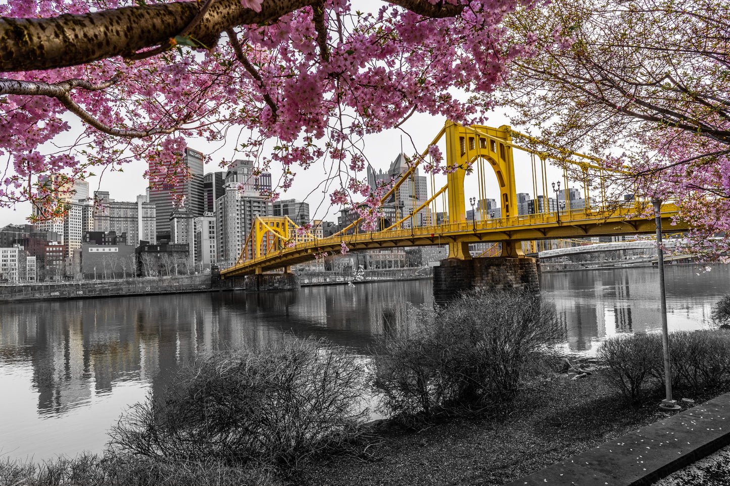 Pittsburgh Cherry Blossom 23 b/w 7