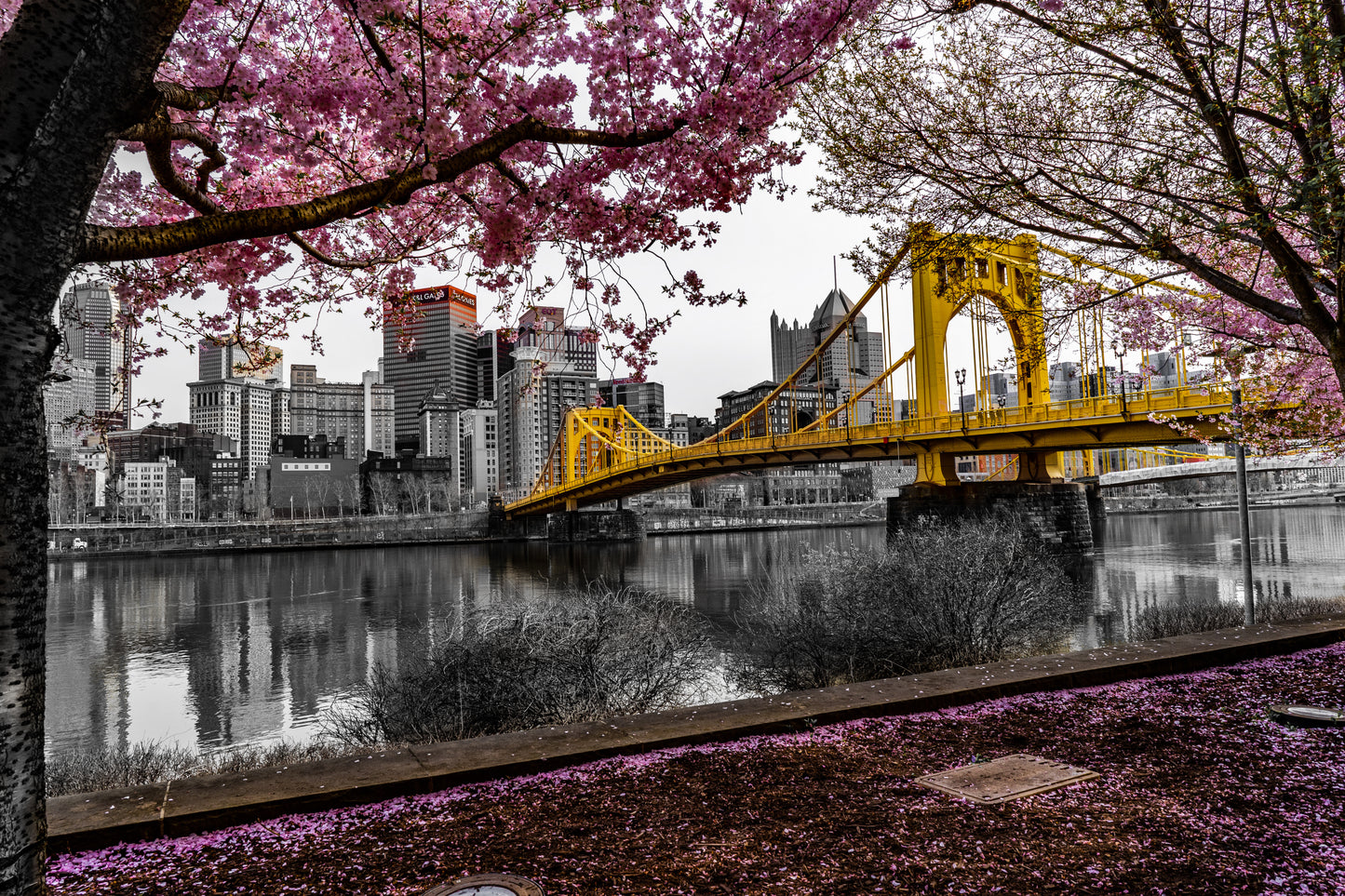 Pittsburgh Cherry Blossom 23 b/w 8