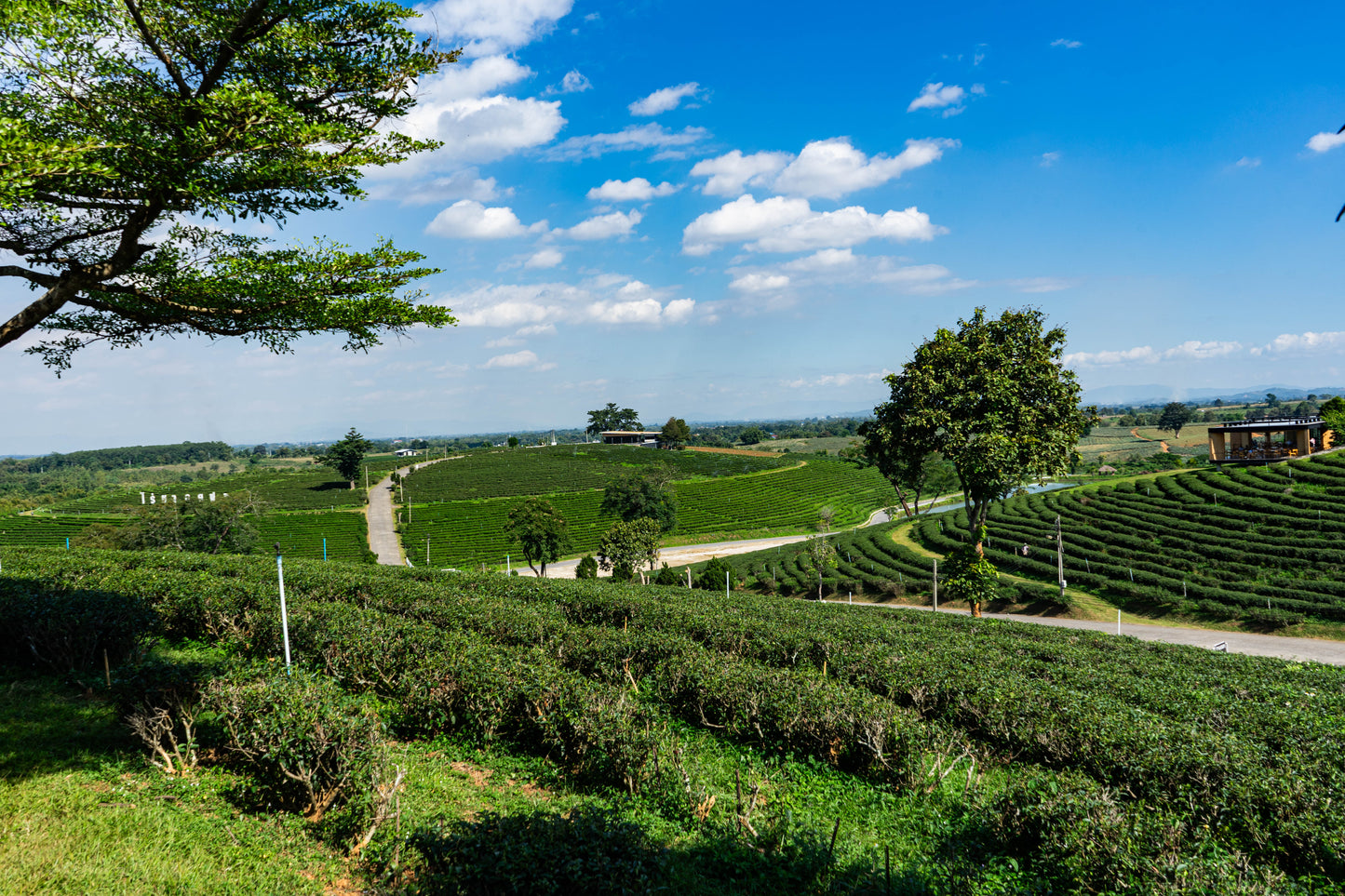 Tea Farm in Northern Thailand Chang Rai 2