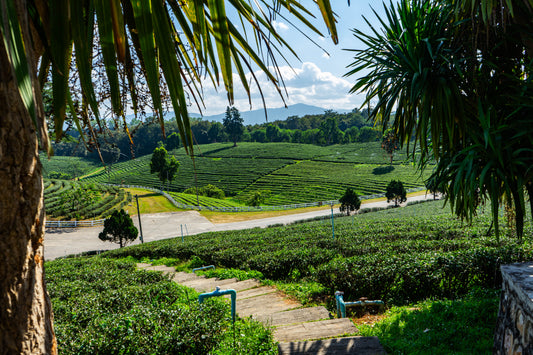 Tea Farm in Northern Thailand Chang Rai