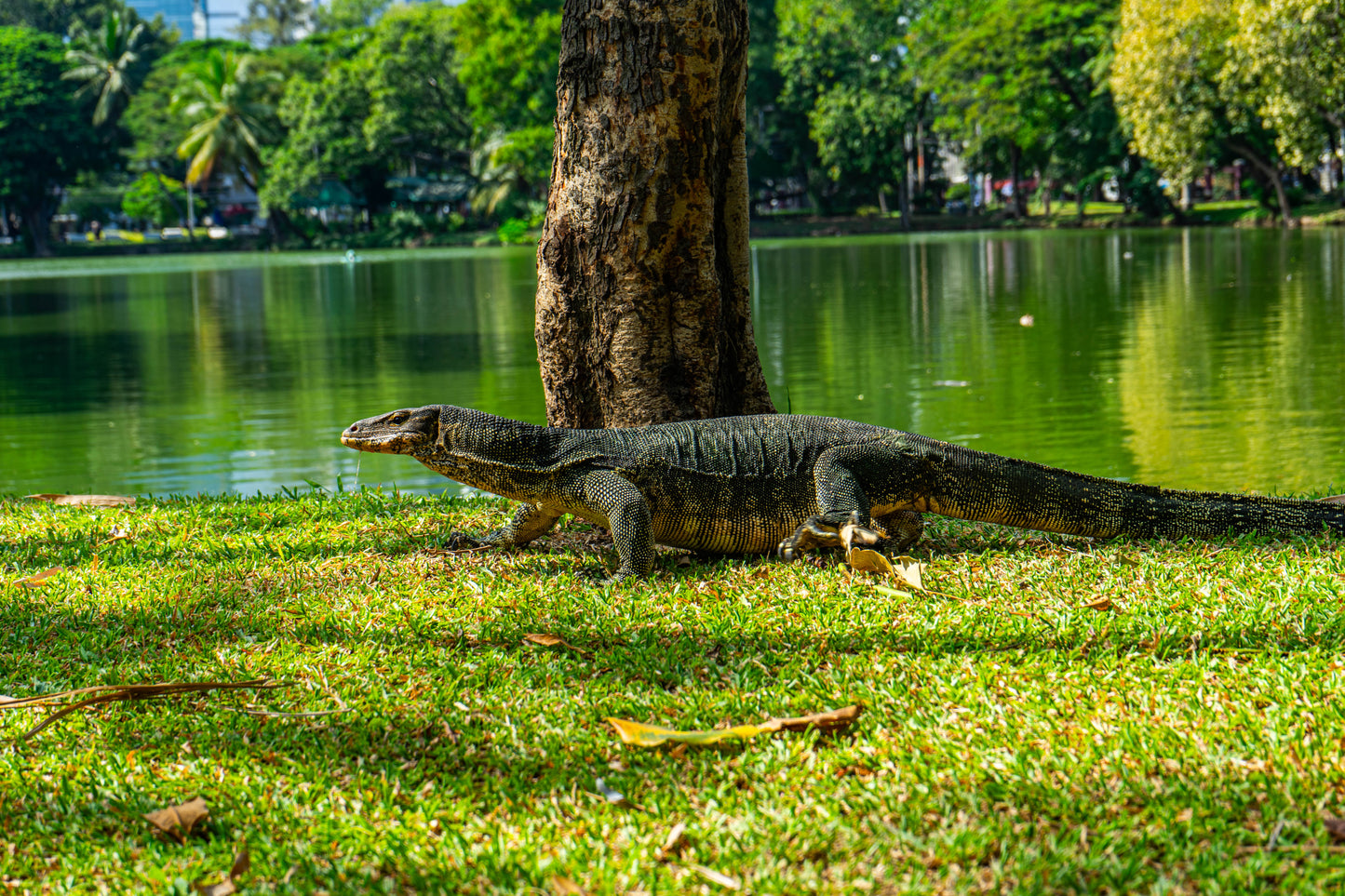 Monitor Lizard Park in Bangkok Thailand