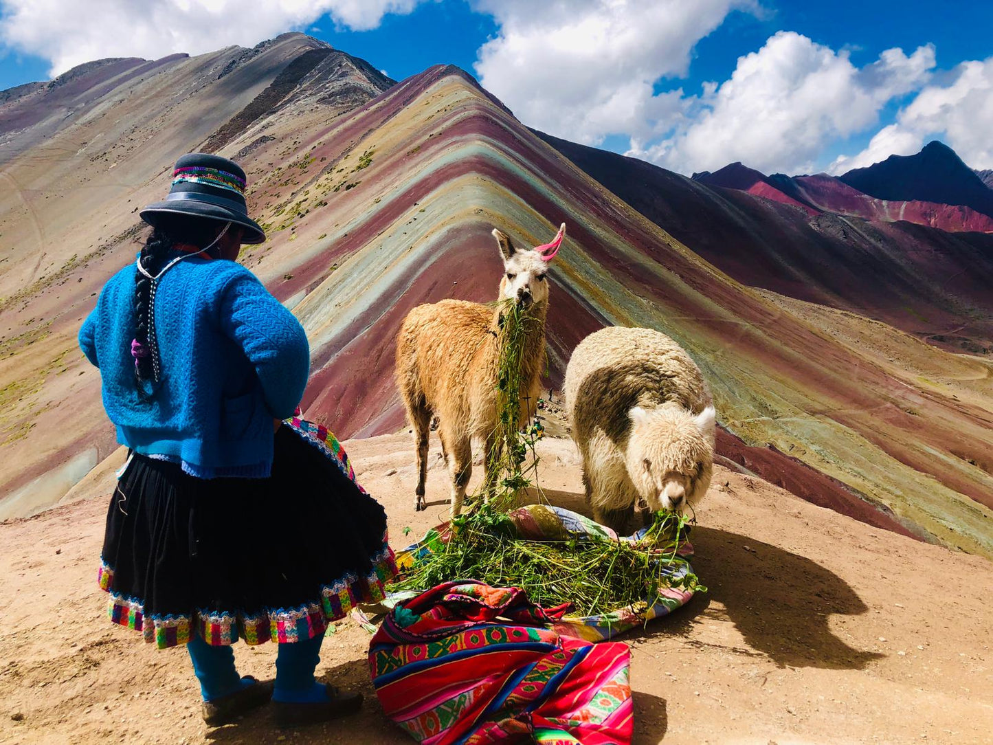 Llamas snacking at Rainbow Mountain Peru